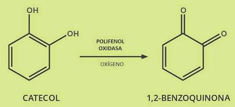 reaction compounds found in avocados catechol benzoquinone