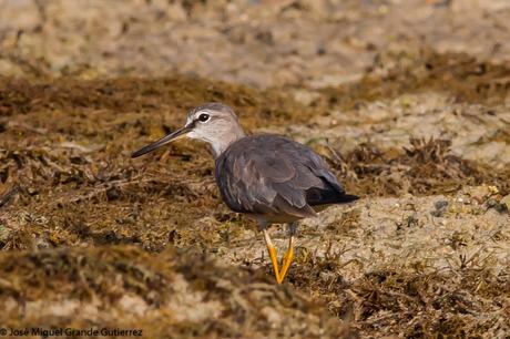 Grey-tailed tattler (Heteroscelus brevipes) Playero Siberiano o Archibebe Gris