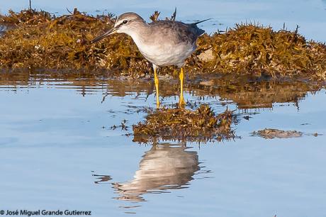 Grey-tailed tattler (Heteroscelus brevipes) Playero Siberiano o Archibebe Gris