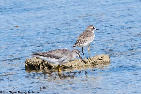 Grey-tailed tattler (Heteroscelus brevipes) Playero Siberiano o Archibebe Gris