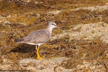 Grey-tailed tattler (Heteroscelus brevipes) Playero Siberiano o Archibebe Gris