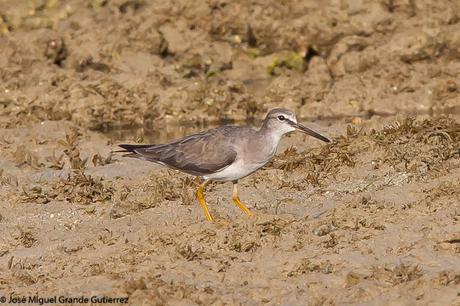 Grey-tailed tattler (Heteroscelus brevipes) Playero Siberiano o Archibebe Gris