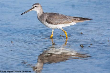 Grey-tailed tattler (Heteroscelus brevipes) Playero Siberiano o Archibebe Gris