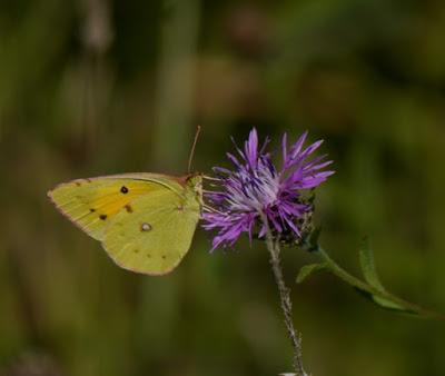 Blanca entre amarillas