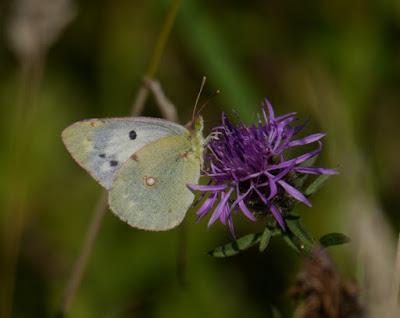 Blanca entre amarillas