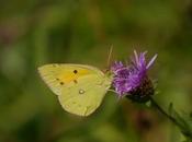 Blanca entre amarillas