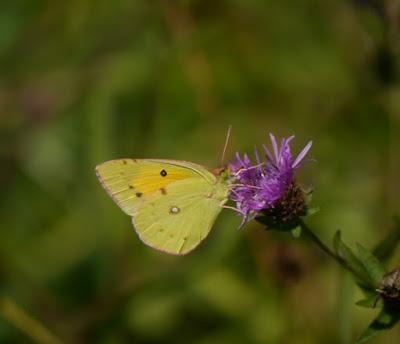 Blanca entre amarillas