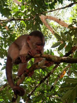 Primeros pasos en el Oriente Primeros pasos en el Oriente