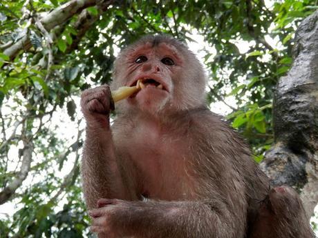 Primeros pasos en el Oriente Primeros pasos en el Oriente