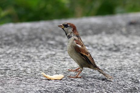 Aves de las veredas de Costanera Sur