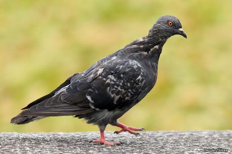 Aves de las veredas de Costanera Sur