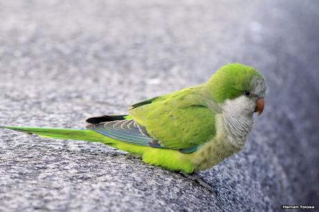 Aves de las veredas de Costanera Sur