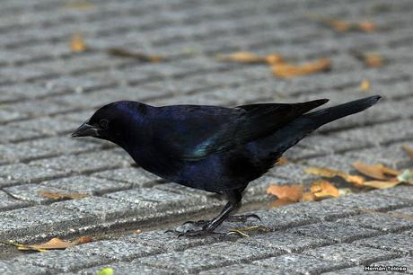 Aves de las veredas de Costanera Sur