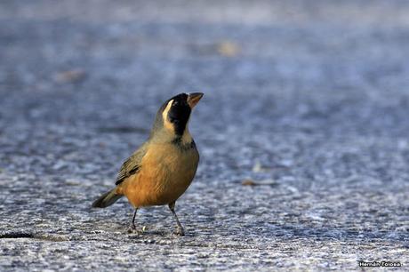 Aves de las veredas de Costanera Sur
