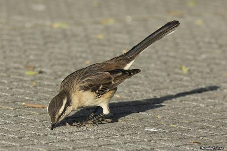 Aves de las veredas de Costanera Sur