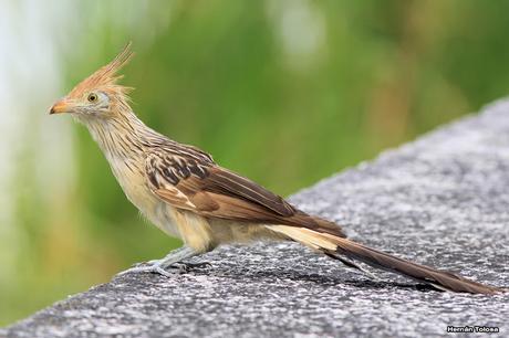 Aves de las veredas de Costanera Sur