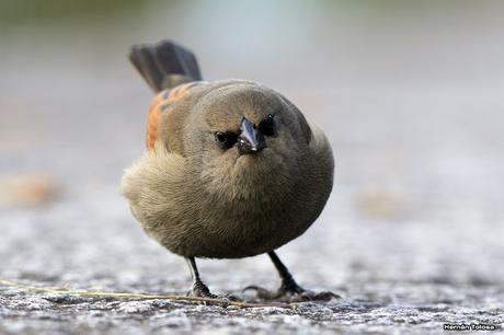 Aves de las veredas de Costanera Sur