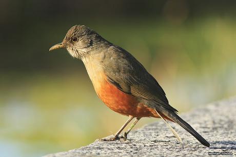 Aves de las veredas de Costanera Sur