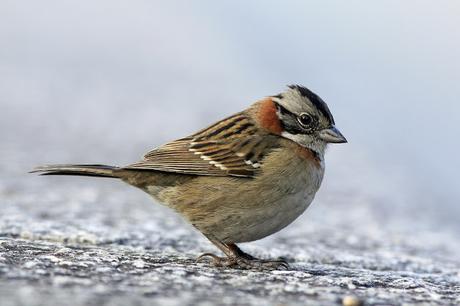 Aves de las veredas de Costanera Sur