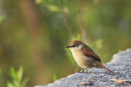 Aves de las veredas de Costanera Sur