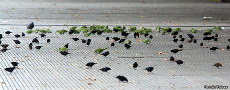Aves de las veredas de Costanera Sur