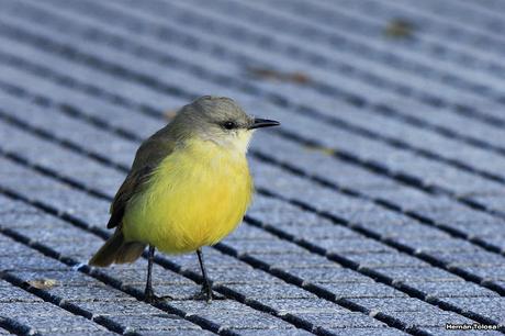 Aves de las veredas de Costanera Sur