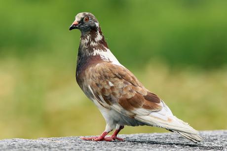 Aves de las veredas de Costanera Sur