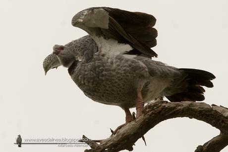 Chajá (Southern Screamer) Chauna torquata