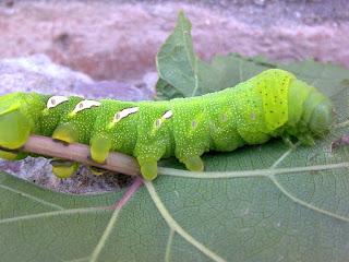ALGO MÁS QUE ORUGAS