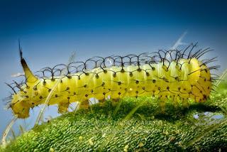 ALGO MÁS QUE ORUGAS