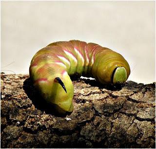 ALGO MÁS QUE ORUGAS