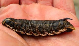 ALGO MÁS QUE ORUGAS