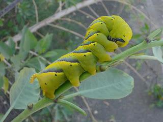 ALGO MÁS QUE ORUGAS