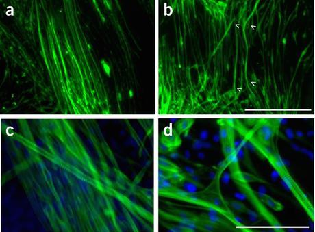 Fibras musculares celular madre