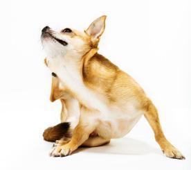 Descubre las mejores formas de deshacerte de las garrapatas en perros