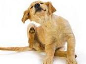 enfermedades piel comunes perros
