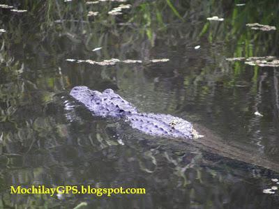 El este de los Estados Unidos III: Everglades y los Cayos