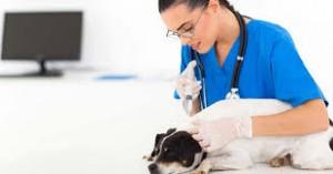Los 20 Sintomas mas comunes del Moquillo en Perros