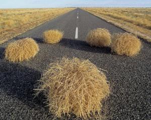 tumbleweed