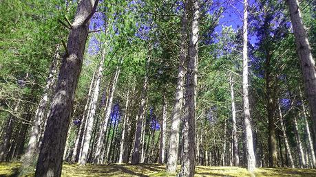 Diario fotográfico: La Pedriza - Días felices