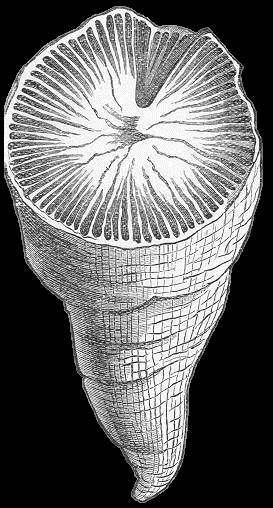 Vida atada a los arrecifes (II)