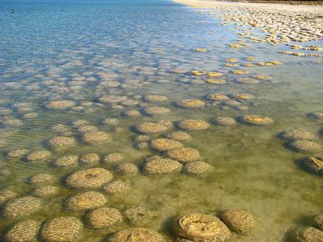 StromatolitheAustralie25.jpeg