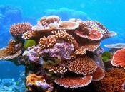 Vida atada arrecifes
