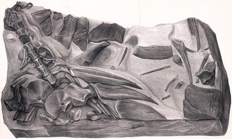 Hylaeosaurus fossil illustration.jpg