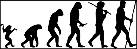 El camino del Homo sapiens o La Marcha del Progreso Human evolution scheme.svg