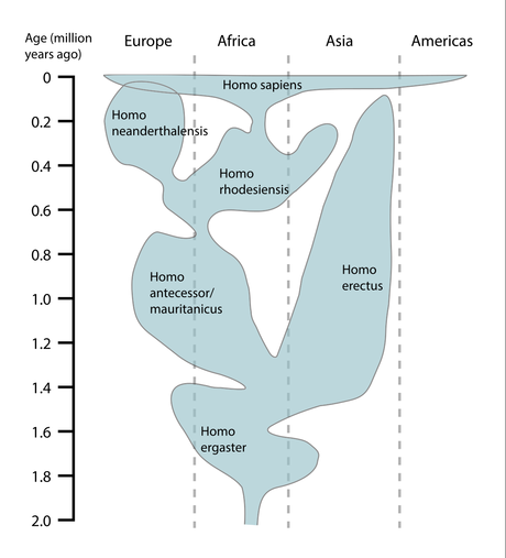 El camino del Homo sapiens o La Marcha del Progreso Human evolution chart-en.svg