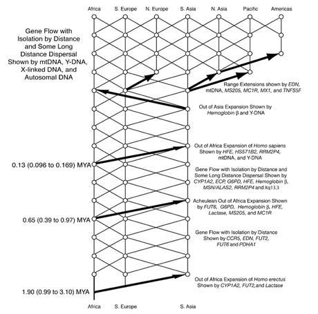 El camino del Homo sapiens o La Marcha del Progreso Trellis of intermingling populations for the last two million years.