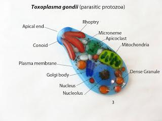 La inquietante bacteria que manipula la voluntad humana