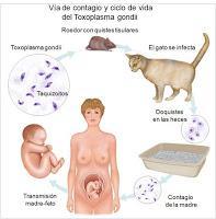 La inquietante bacteria que manipula la voluntad humana