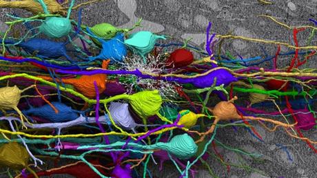 Científicos logran crear neuronas productoras de serotonina humana en un laboratorio